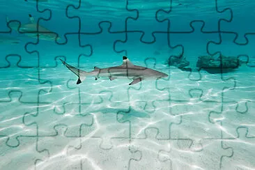 Toy jigsaw puzzle