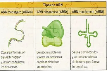 ARN CLASES jigsaw puzzle