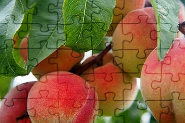 Foto jigsaw puzzle