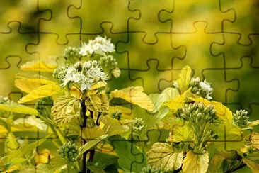 OK jigsaw puzzle