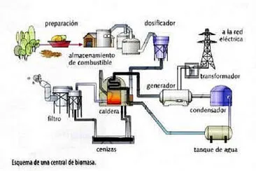 BIOMASA