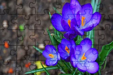 Foto jigsaw puzzle