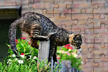 Toy jigsaw puzzle