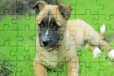 DOG jigsaw puzzle