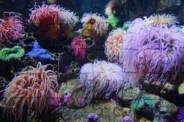 Sea anemones