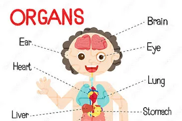 Human body systems