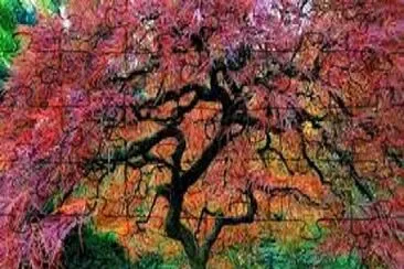 arbol 1 jigsaw puzzle