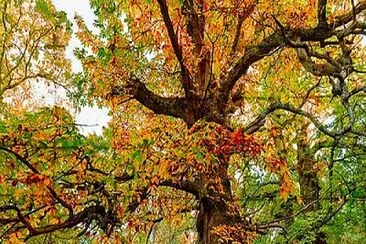 arbol jigsaw puzzle