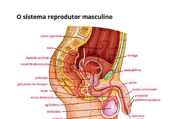 sistema reprodutor masculino