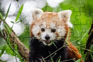 Panda rojo jigsaw puzzle