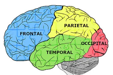 Lóbulo Cerebral