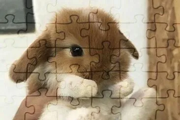 Conejito jigsaw puzzle