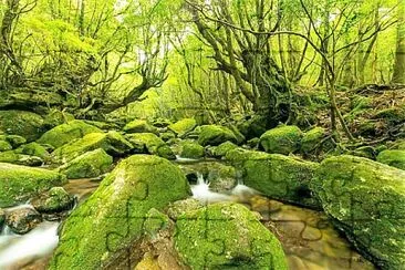 mossy