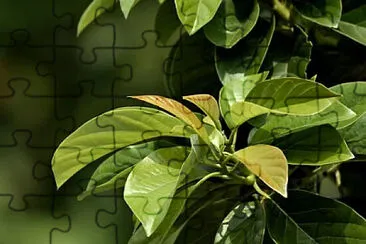 a jigsaw puzzle