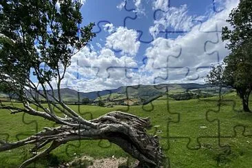 View with tree branch, Wales