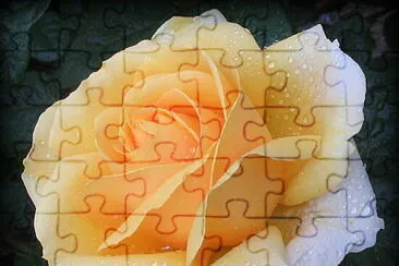 Rose et rosée jigsaw puzzle