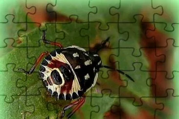 insecte jigsaw puzzle