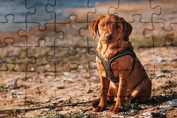 pop jigsaw puzzle