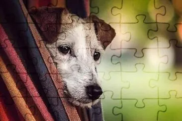 perro jigsaw puzzle