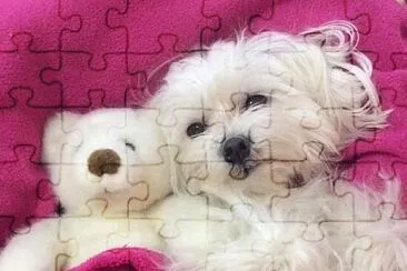 perro jigsaw puzzle