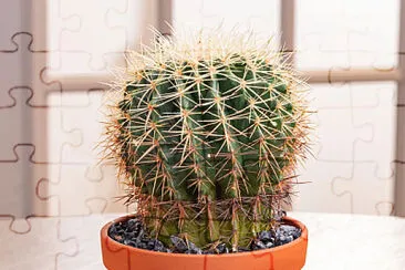 Cactus