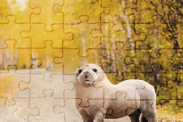 Horse Seal jigsaw puzzle