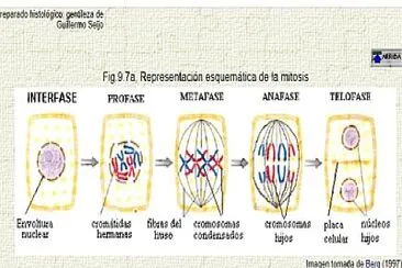 La Mitosis y sus Fases jigsaw puzzle