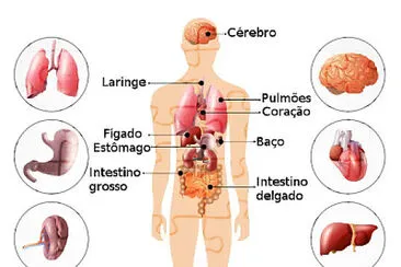 quebra cabeça corpo humano