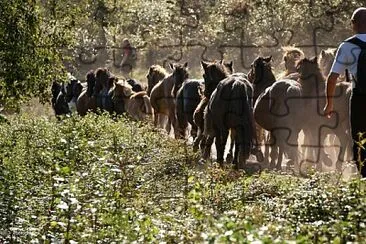 Ascain -Transumance