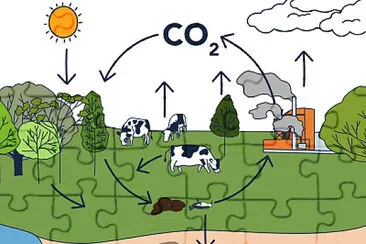 Ciclo del Carbono