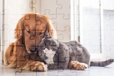 Toy jigsaw puzzle