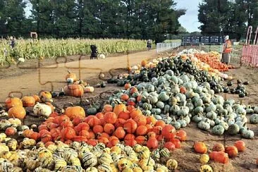 Autumn Pumpkins for Halloween