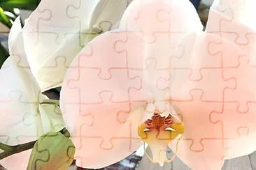 Peachy orchid flower jigsaw puzzle