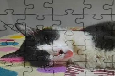 gatito jigsaw puzzle