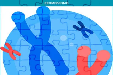 Os cromossomos armazena e organizam o DNA. jigsaw puzzle