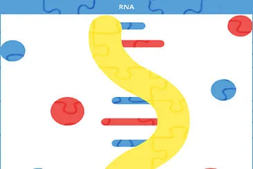 O RNA sintetiza proteínas a partir do DNA. jigsaw puzzle