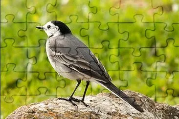 נחליאלי jigsaw puzzle